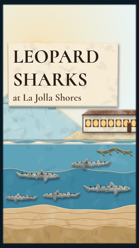 Leopard sharks at La Jolla Shores